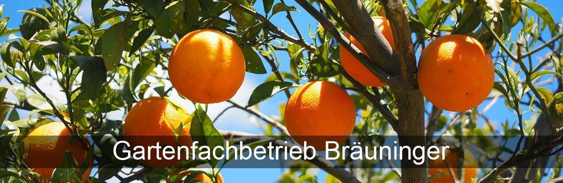 Gartenbau Fur Karlsruhe Pflanzenvielfalt Brauninger