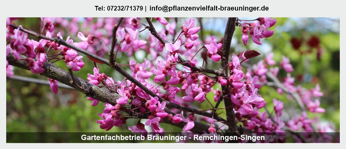 Gärtnerei für Kämpfelbach - Gartenfachbetrieb Bräuninger: Floristik, Valentinstag, Obstbäume, 