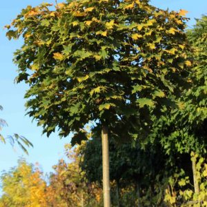 Acer-platanopides-Globosum