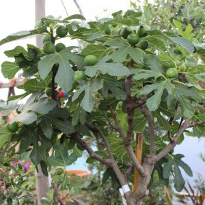 Ficus carica i.S. - Feige i.S. hoch klein