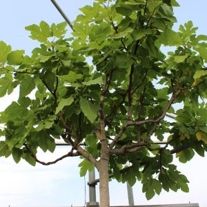 Ficus carica i.S. - Feige i.S. hoch