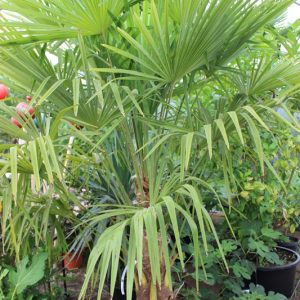 Trachycarpus fortunei - Hanfpalme